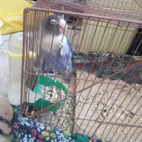 کوتوله دستی