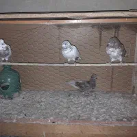 فروش گنجه و کفتر و جفت کن و آبدون