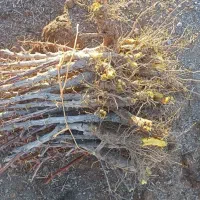 نهال زرشک پلویی