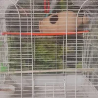 یک جفت مرغ عشق ۴۵۰ بدون قفس باقفس و لونه ۷۵۰|پرنده|کهریزک, |دیوار