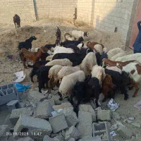 فروش فوری بز کوهی|حیوانات مزرعه|چابهار, |دیوار