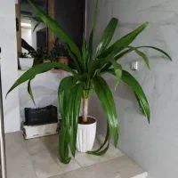 گل های طبیعی