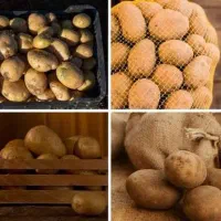 سیب زمینی تازه و پیاز با کیفیت دزفول