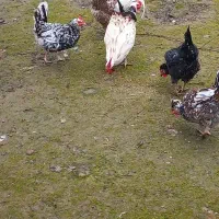 تخم نطفه دار گلین لری|حیوانات مزرعه|قائم‌شهر, |دیوار