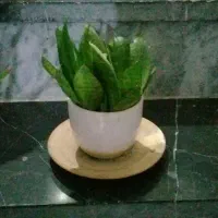 معاوضه گل و گلدان طبیعی|گل و گیاه طبیعی|کرمانشاه, |دیوار