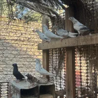 کبوتر