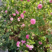 باغچه سنتی۳۵۸متر شهرکی زیر قیمت بنای ۵۷ متری نوساز|فروش خانه و ویلا|هشتگرد, تهران دشت|دیوار