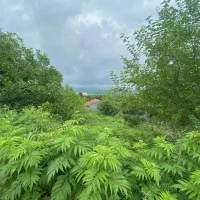 زمین کاربری مسکونی کوهپایه لیالستان