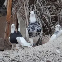 جفت طوقی شازده  درجه یک