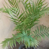 کاج مطبق و|گل مصنوعی|آبدانان, |دیوار