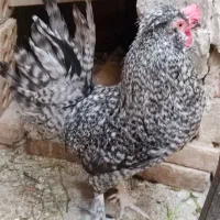 خروس جوان پاپر نژاد دار