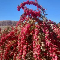 زرشک تازه وزرشک خشک قائنات