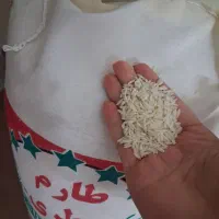 برنج طارم فریدونکنار