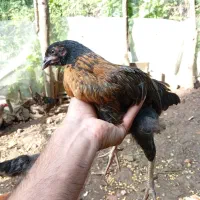 جوجه محلی