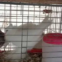 فروش چند طوق کبوتر زینتیی تعدادی کبوتر پرشی گرفتی|پرنده|رودهن, |دیوار