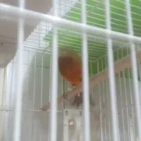 فروش انواع قناری نر مس وماده|پرنده|آباده, |دیوار