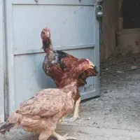 مرغ و خروس لاری