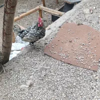 مرغ و خروس زینتی|پرنده|کوهمره, |دیوار