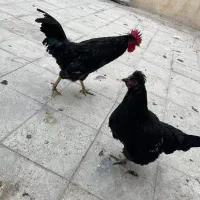 خروس سیاه رسمی اصیل