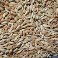 گندم وجو شبیشه