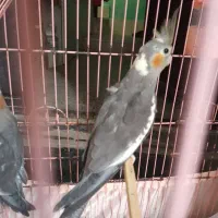 فروش عروس هلندی|پرنده|بندرعباس, |دیوار