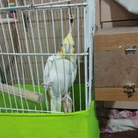 عروس هلندی جفت با تخم|پرنده|ری, عباسآباد|دیوار