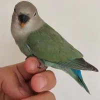 طوطی کوتوله رام