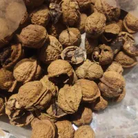 فروش پوست گردو با مغز