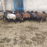 فروش 23راس بره ماده سالم.