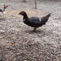 اردک خارجی نر وماده بالغ درشت