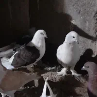 کبوتر پرش دانه۱۸۰