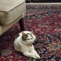 واگذاری رایگان گربه dsh