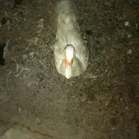 فروش ۱ مرغابی نر نژاد مسکویی و دو تا قوغاز|حیوانات مزرعه|سرپل ذهاب, |دیوار