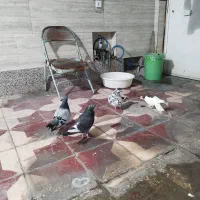 کفتر