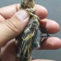 سهره جوجه سهره رسمی و سهره دورگ و گلبسر|پرنده|تهران, دولتخواه شمالی|دیوار