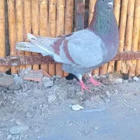 کبوتر مسجدی نر|پرنده|بندر ترکمن, |دیوار