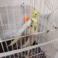 جفت عروس هلندی