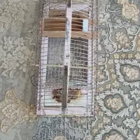 قفس پرنده|لوازم جانبی حیوانات|ایلام, |دیوار