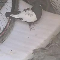 سینه سیاه نر