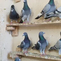 سبز و زرهی قزوین زدخوردی|پرنده|شیراز, دروازه اصفهان|دیوار