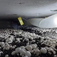 نیازمند محل پرورش قارچ