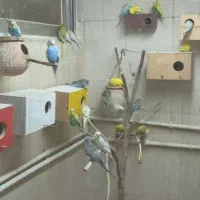 مرغ عشق های رنگارنگ