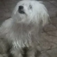 واگذاری سگ نر شیتذو