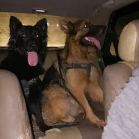 سگ ژرمن /نر و ماده/توله سگ/سگ /پت خانگی|سگ|شیراز, ابیوردی|دیوار