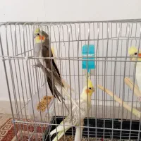 عروس هلندی نر آوازخون