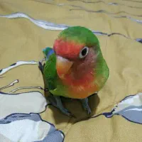 کوتوله برزیلی نر دستی و شیطون