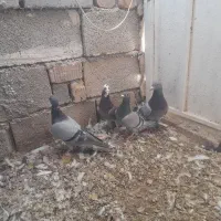 کبوتر پلاکی|پرنده|شیراز, شاپورجان|دیوار