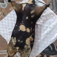 هیزه نو|ظروف پخت‌وپز|کوهدشت, |دیوار