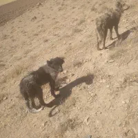 توله
