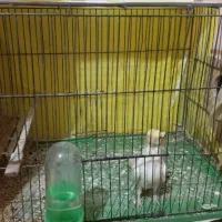 یه جفت عروس نر و ماده